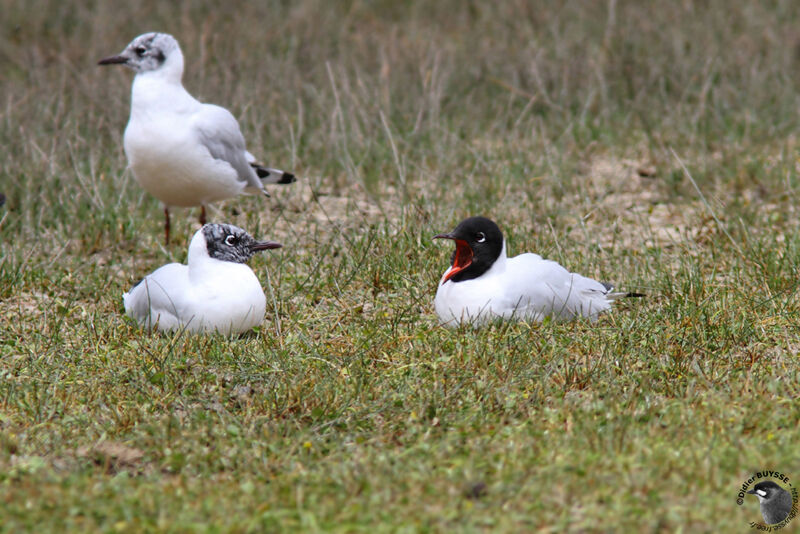 Mouette des Andes, identification