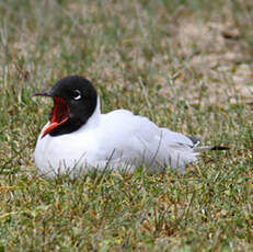 Mouette des Andes