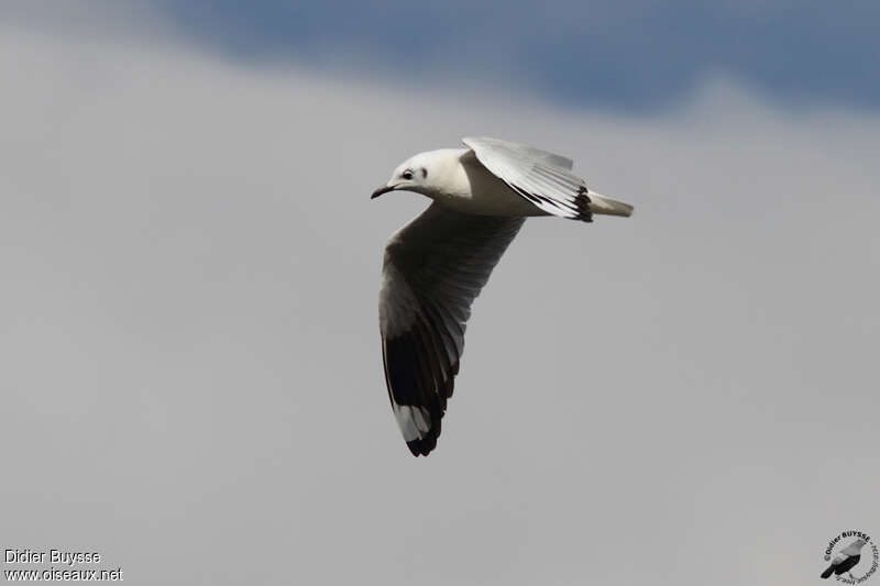 Andean Gulladult post breeding, pigmentation, Flight