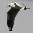 Mouette des Andes