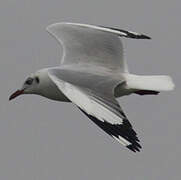 Mouette du Tibet