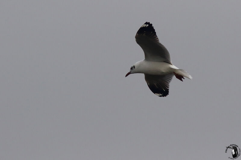 Mouette du Tibet