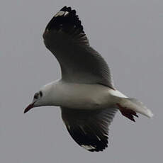 Mouette du Tibet