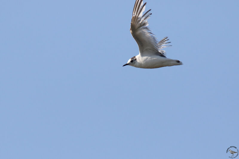 Mouette pygméeimmature, Vol