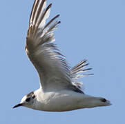 Little Gull