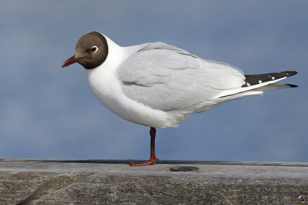 Black-headed Gulladult breeding