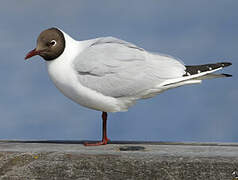 Mouette rieuse