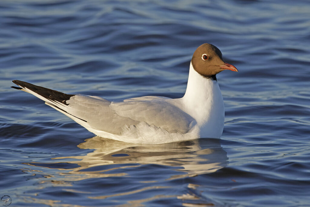 Mouette rieuseadulte nuptial, nage