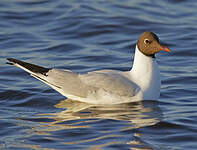 Mouette rieuse