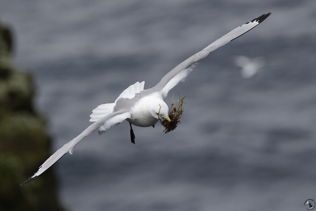 Black-legged Kittiwakeadult, Flight