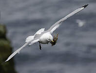 Mouette tridactyle