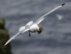 Black-legged Kittiwake