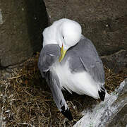 Mouette tridactyle