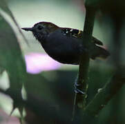 Star-throated Antwren