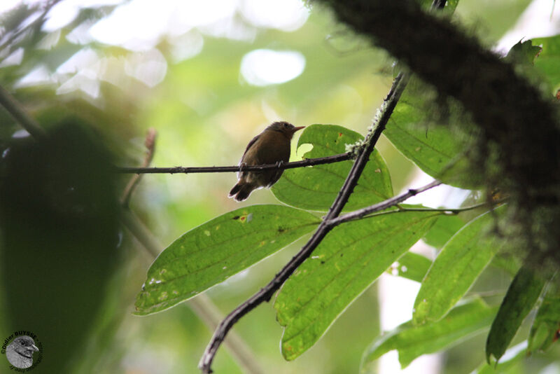 Slaty Antwren, identification