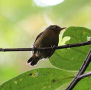 Slaty Antwren