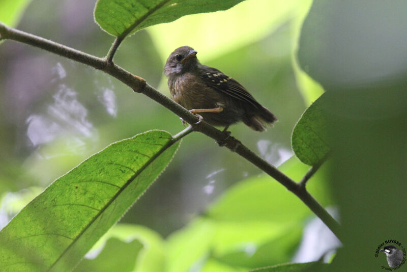 Slaty Antwren, identification