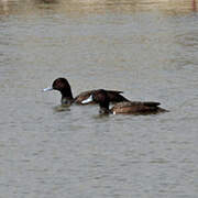 Southern Pochard