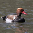 Nette rousse