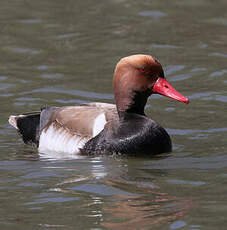 Nette rousse