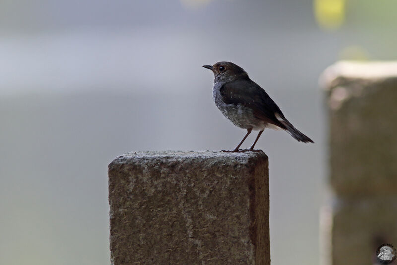 Nymphée fuligineuse femelle adulte, identification