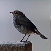 Plumbeous Water Redstart