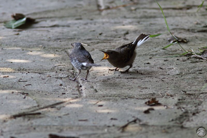 Plumbeous Water Redstart, eats