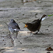 Plumbeous Water Redstart