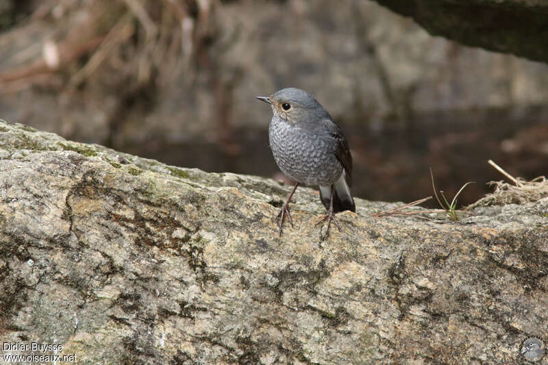 Plumbeous Water Redstart female adult, close-up portrait, Reproduction-nesting