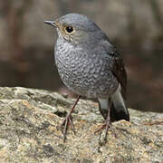 Plumbeous Water Redstart