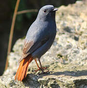 Plumbeous Water Redstart