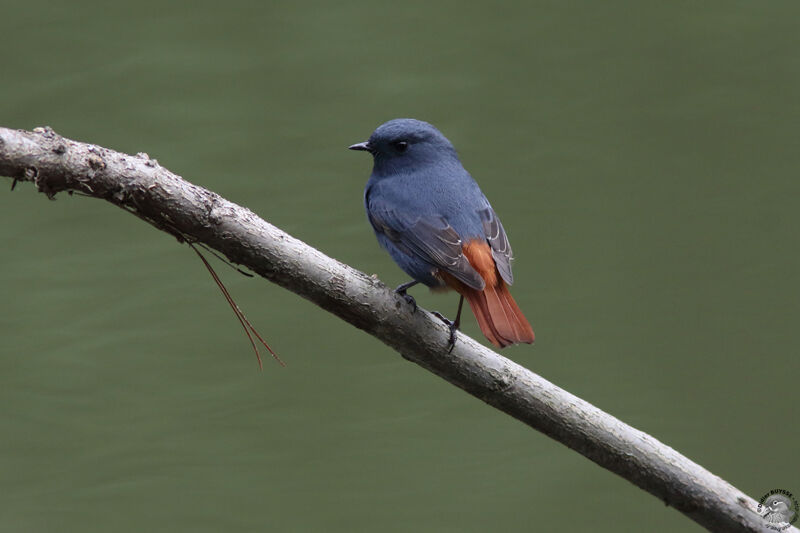 Plumbeous Water Redstart male adult breeding, identification