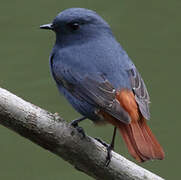 Plumbeous Water Redstart