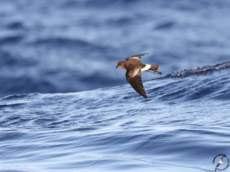 Wilson's Storm Petreladult, Flight