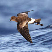 Wilson's Storm Petrel