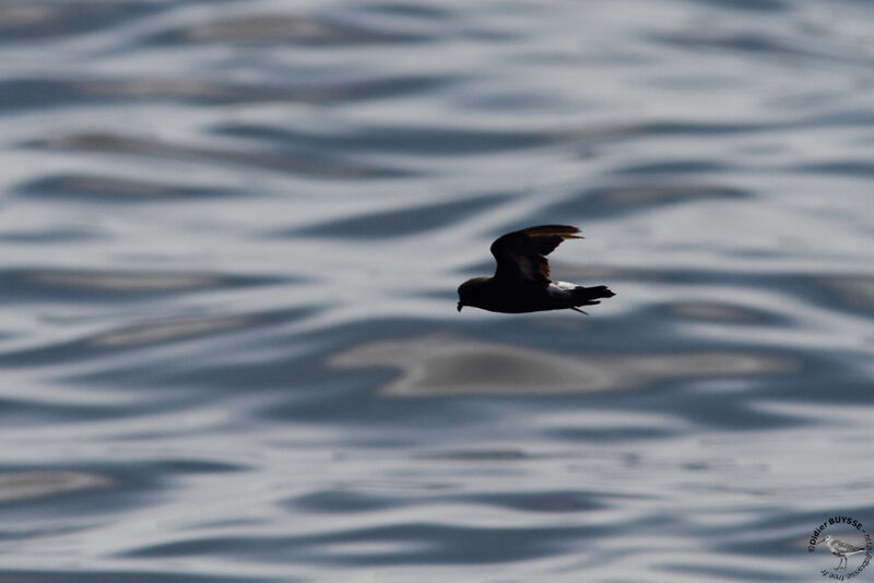 European Storm Petrel, Flight