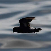 European Storm Petrel