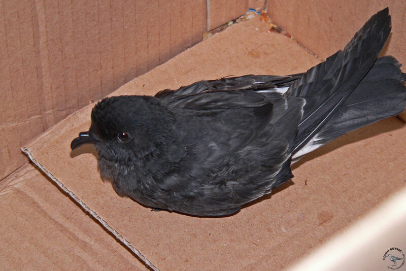 European Storm Petreladult