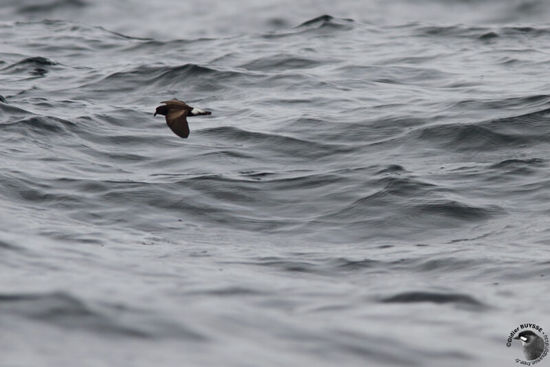 Wedge-rumped Storm Petreladult, identification