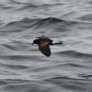 Wedge-rumped Storm Petrel