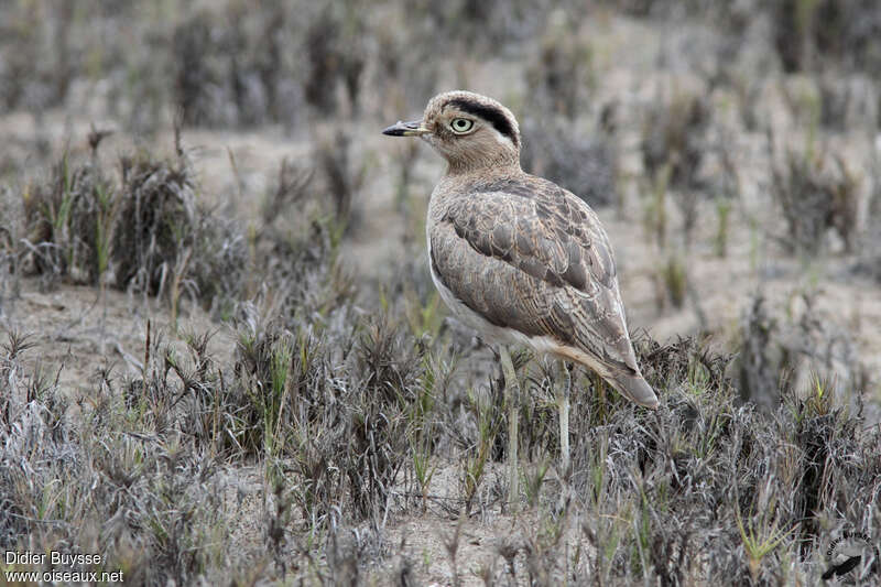 Peruvian Thick-kneeadult