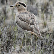 Peruvian Thick-knee