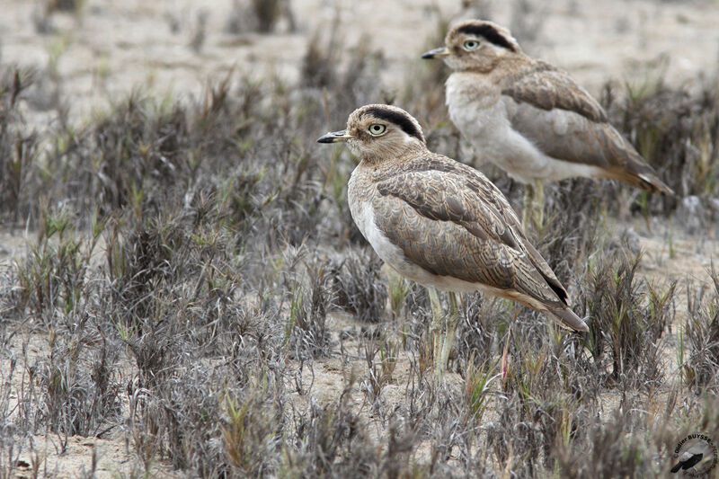 OEdicnème du Pérou adulte, identification