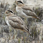 Peruvian Thick-knee