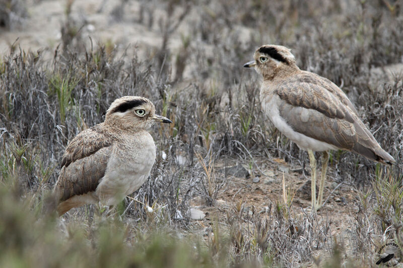 Peruvian Thick-knee , identification