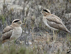 Peruvian Thick-knee