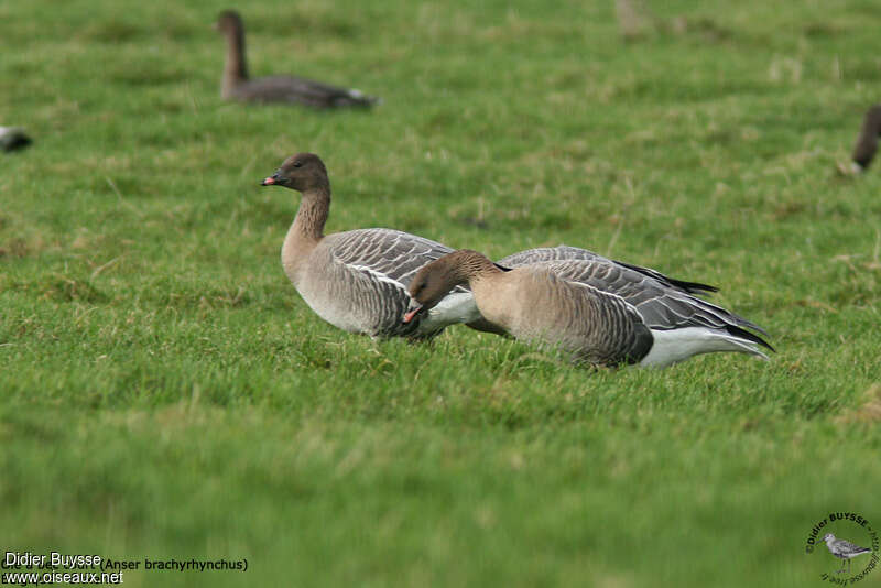 Pink-footed Gooseadult post breeding, habitat, walking, eats