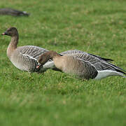 Pink-footed Goose