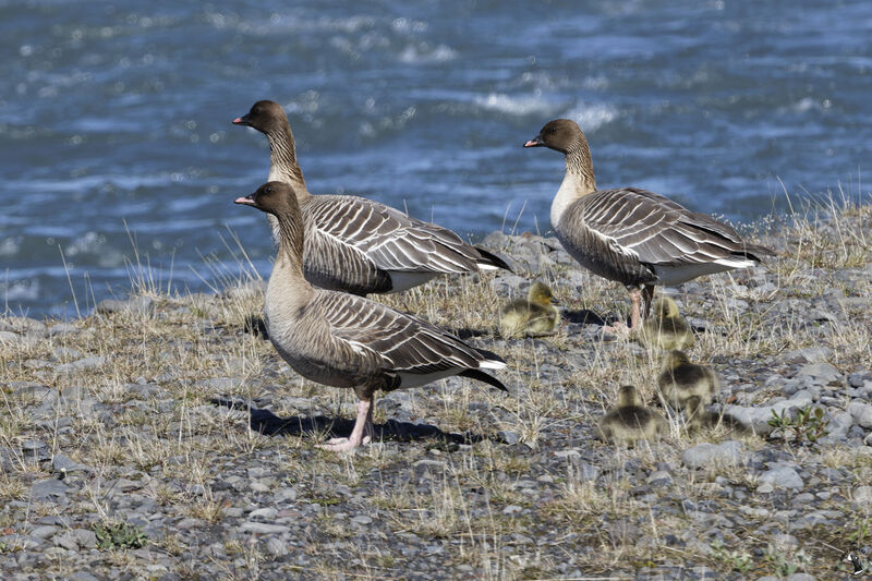 Pink-footed Goose, Reproduction-nesting