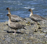 Pink-footed Goose